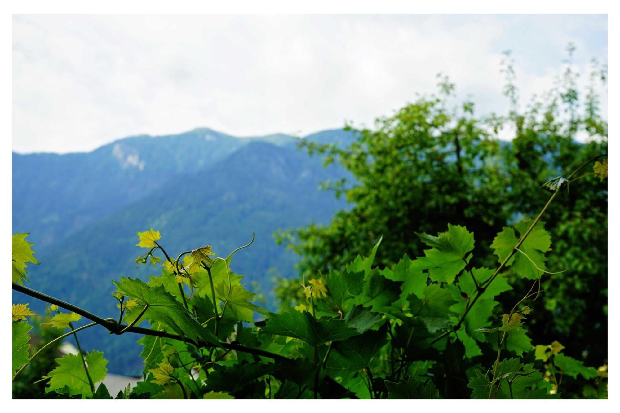 Ingrid'S Guesthouse Spittal Spittal an der Drau Dış mekan fotoğraf