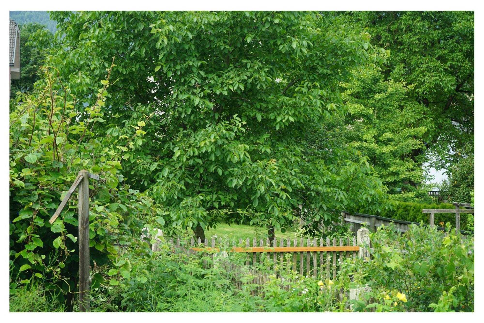 Ingrid'S Guesthouse Spittal Spittal an der Drau Dış mekan fotoğraf